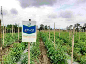 Pestisida Velum Prime 400 SC 250 Ml/100 Ml