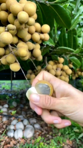 Bibit Kelengkeng Kondisi Berbunga