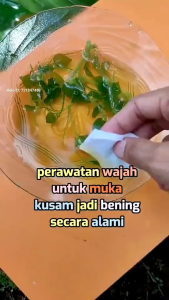 daun sirih cina segar obat herbal alami banyak manfaat hanya di petik saat ada order masuk dijamin segar
