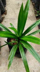 Pandan (Pandanus amaryllifolius) - - Pokok Pandan Wangi - पान्डन पौधा Pandan – Sweet Fragrance Edible Leaves Tropical Essential Culinary & Aromatic Herb Easy to Grow LIVE PLANT