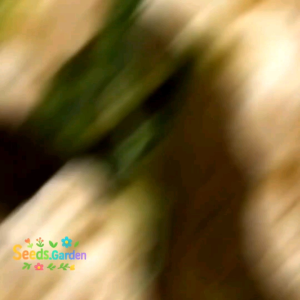 50 BUTIR BIJI/BENIH KEMBANG KOL DATARAN RENDAH F1 (REPACK)