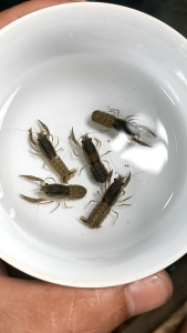 CRYFISH - Lobster mini meksiko - lobster Hias aquarium Aquascape - lobster air tawar - Hiasan Aquarium Aquascape