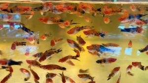 SANKE SWORDTAIL FISH / THREE COLOUR SWORDTAIL FISH