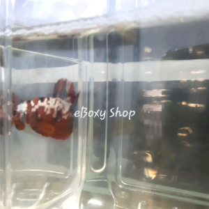 Ironman Halfmoon Plakat Betta