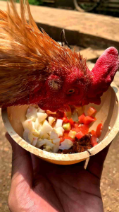 Jamu & Extra Fooding Ayam Masa Perawatan Memaksimalkan Stamina Tenaga Nafas Panjang Ayam Sehat Kulit Merah Merona