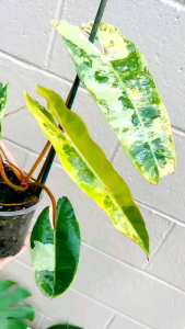 Rare Philodendron Billietiae Variegated  จำหน่ายแบบข้อตัดสดเพาะชำในถ้วยอบอย่างดี