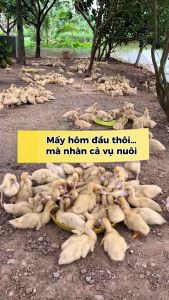 ACID LACWAY SF – Men Tiêu Hóa Cao Cấp Chịu Kháng Sinh Tăng Hấp Thu Phòng Tiêu Chảy Tạo Phân Khô – Gói 1kg