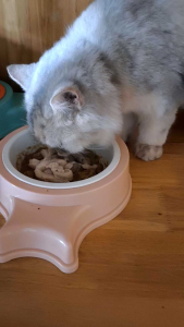 Pate Tellme cho mèo nhiều vị tốt cho da lông hỗ trợ dễ tiêu hoá giá rẻ date xa