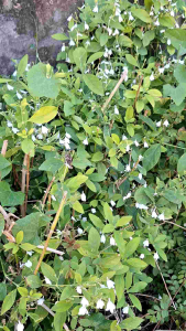 ใบทองพันช่างสด ออแกนิกส์ เก็บตามออเดอร์ ขนาด 100 กรัม ราคา 49 บาท