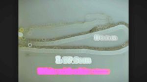 NJ Saree Hip Chain with small stones