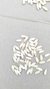 Benih melon oranye/melon redsweet isi (50 biji)