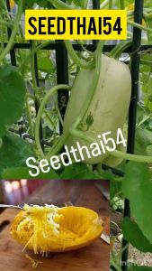 example :"เมล็ดฟักทองสปาเก็ตตี้ 10-20เมล็ด spaghetti squash สายพันธุ์ OP