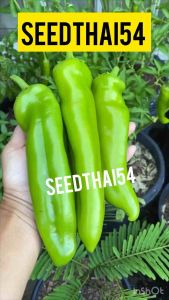 พริกหยวกเมล็ดพริกหยวก ปลูกง่าย ขึ้นไว ผลใหญ่ ลูกดก