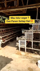 JAMU NYEOR EJUH EXTRA GULA VITAMIN UNTUK AYAM PETELUR AGAR SEHAT DAN GEMUK\\n\\n Apa itu Jamu Nyeor Ejuh Extra Gula Vitamin?\\n\\nJamu Nyeor Ejuh Extra Gula Vitamin adalah suplemen khusus yang dirancang untuk ayam petelur, membantu meningkatkan kesehatan dan pertumbuhan ayam Anda. Produk ini mengandung nutrisi penting seperti vitamin dan gula, yang memberikan energi dan mendukung sistem kekebalan tubuh ayam.\\n\\n Manfaat Jamu Nyeor Ejuh Extra Gula Vitamin bagi Ayam Petelur\\n\\nBerikut adalah beberapa manfaat utama dari Jamu Nyeor Ejuh Extra Gula Vitamin:\\n\\n* Meningkatkan kesehatan ayam petelur\\n* Meningkatkan produksi telur\\n* Membantu pertumbuhan ayam menjadi gemuk dan sehat\\n\\n Perbedaan dengan Makanan Ayam Sehat Lainnya\\n\\nJamu Nyeor Ejuh Extra Gula Vitamin berbeda dari makanan ayam sehat lainnya karena dirancang khusus untuk membantu ayam petelur dalam meningkatkan produksi telur dan pertumbuhan tubuh. Selain itu, suplemen ini mengandung nutrisi penting seperti vitamin dan gula, yang dapat memberikan energi dan mendukung sistem kekebalan tubuh ayam.\\n\\n Cara Menggunakan Jamu Nyeor Ejuh Extra Gula Vitamin\\n\\nBerikut adalah langkah-langkah penggunaan yang benar:\\n\\n1. Buka kemasan Jamu Nyeor Ejuh Extra Gula Vitamin.\\n2. Campurkan suplemen dengan makanan ayam sesuai dosis yang disarankan.\\n3. Berikan kepada ayam secara teratur.\\n\\n Dosis dan Frekuensi Pemberian\\n\\nDosis dan frekuensi pemberian Jamu Nyeor Ejuh Extra Gula Vitamin tergantung pada usia dan kondisi ayam Anda. Ikuti instruksi pada kemasan atau berkonsultasi dengan ahli ternak untuk menentukan dosis yang tepat.\\n\\n Hasil yang Diharapkan dari Penggunaan Jamu Nyeor Ejuh Extra Gula Vitamin\\n\\nBerikut adalah hasil yang diharapkan dari penggunaan Jamu Nyeor Ejuh Extra Gula Vitamin:\\n\\n* Meningkatkan kesehatan ayam petelur\\n* Meningkatkan produksi telur\\n* Membantu pertumbuhan ayam menjadi gemuk dan sehat\\n\\n Kesimpulan\\n\\nJamu Nyeor Ejuh Extra Gula Vitamin adalah suplemen khusus yang dirancang untuk ayam petelur, membantu meningkatkan kesehatan dan pertumbuhan ayam Anda. Produk ini mengandung nutrisi penting seperti vitamin dan gula, yang memberikan energi dan mendukung sistem kekebalan tubuh ayam. Dengan penggunaan yang benar dan dosis yang tepat, Jamu Nyeor Ejuh Extra Gula Vitamin dapat membantu ayam petelur Anda menjadi sehat, gemuk, dan produktif.\n}