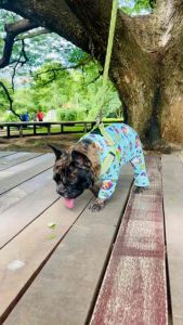 ชุดหมากันขนร่วง ลายยูนิคอน