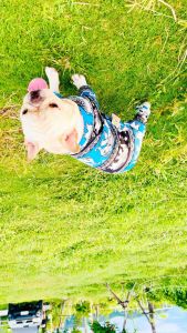 ชุดกันขนร่วง ลายช้างไทย🐘