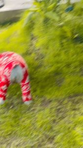 ชุดกันขนร่วงน้องหมา+น้องแมว ลายแมวโคราช