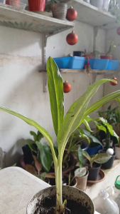 Aglaonema Cutlass (a cultivar of Chinese Evergreen) is a popular low-maintenance tropical perennial known for its slender sword-shaped leaves. LIVE PLANT in Black Polybag