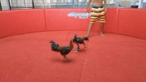 เป็นไข่ไก่ชนที่มีรสชาติลูกแสนกลมหานคร ดีที่สุวรรณ 100 เยียร์แสนคม