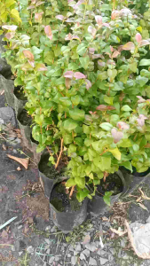 ต้นมะยมแดง(เพาะเมล็ด)กดสั่งขั้นต่ำ2ต้นขึ้นไป