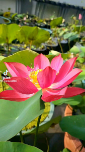 现挖种藕 大型碗莲荷花《火烈鸟》Freshly dug lotus root Large bowl lotus flower "Flamingo"