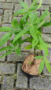 Money Tree (Pachira aquatica) - - Pokok Duit - मनी ट्री Pachira – Lucky Plant for Prosperity Feng Shui Favorite Indoor Air Purifier Braided Trunk Low Maintenance LIVE PLANT