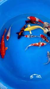 JAPAN KOI IMPORT 20-28cm  13pcs COMBO at 5999 only + shipping 2 boxes 100