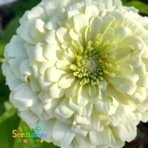 10 BUTIR BIJI/BENIH BUNGA ZINNIA POLAR BEAR