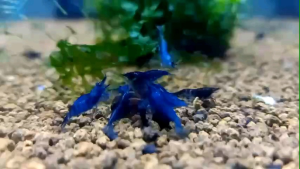 Tép cảnh màu Blue Diamond trang trí hồ thuỷ sinh cá cảnh