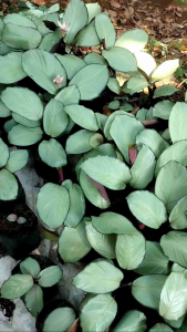 Tanaman Hias Calathea Silver Plant - Tanaman Hias Maranta Silver