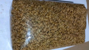 Benih Padi Beras Putih Padi Walen Pulen Pilihan 500 Gram