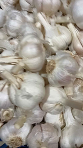 BAWANG PUTIH KATING| AROMA KUAT | MENAMBAH MASAKAN LEBIH LEZAT