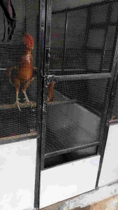 Black Pils Doping Ayam Jantan Pemacu Birahi Agresif Kawin.