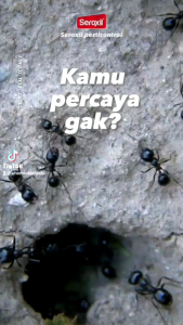 Obat Antric Umpan Pembasmi Serangga Semut dan Kecoa Ampuh - 20 gram (Seroxil)
