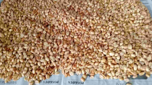 PROMO! 1kg kacang bawang Goreng Gurih kwalitas super/Termurah