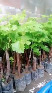 Bibit Anggur Import Moondrop Grafting Genjah Valid Murah