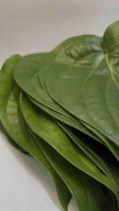 Daun Sirih/Sireh Segar tanaman organic kampung