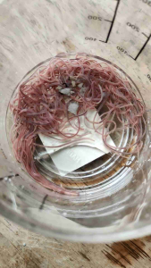 ไส้เดือนน้ำทูบิฟิซิด อาหารสำหรับปลาสวยงามที่คุณรัก ไส้เดือน 4 ขวด