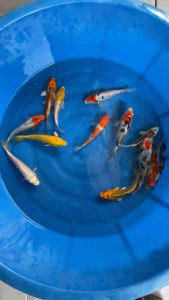 JAPAN KOI LOCAL PREMIUM GRADE 13pcs COMBO at 988 + shipping 50