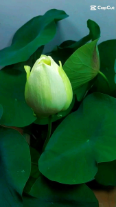 Bột Củ Sen Táo Đỏ Kỷ Tử Ngân Nhĩ (hộp 500g)  An Thần Ngủ Ngon Đẹp Da Giữ Dáng