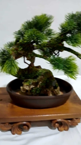 Bonsai Hoki Artificial Unik: Dekorasi Tanpa Perawatan