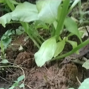 Ginseng Jawa Obat Herbal Alami penambah stamina 100% Asli per 100 gram