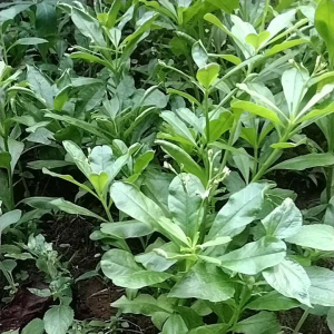 Ginseng Jawa Obat Herbal Alami penambah stamina 100% Asli per 50 gram