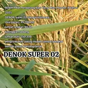 BENIH BIBIT PADI 1 KG SIDENOOK SUPER 02 KUALITAS UNGGUL