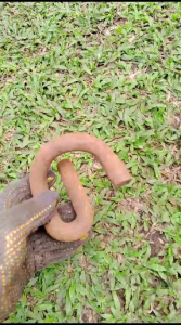 Panrol Besi Paku Rel Kereta Api: Bahan & Aksesoris