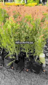 ต้นสนหอม สนหอมไล่ยุง ความสูง 40-50 cm