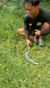 Sabit rumput asli super tajam arit rumput baja isen super tajam