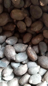Biji Aren Genjah Kutim Asli Varietas Super Unggul Siap Semai (1kg)