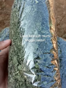 Daun kirinyuh kering alami 100 gram tinggal seduh/daun kopasanda kering