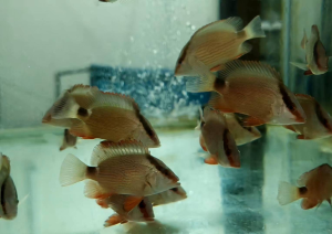Red snapper converted brackish water.